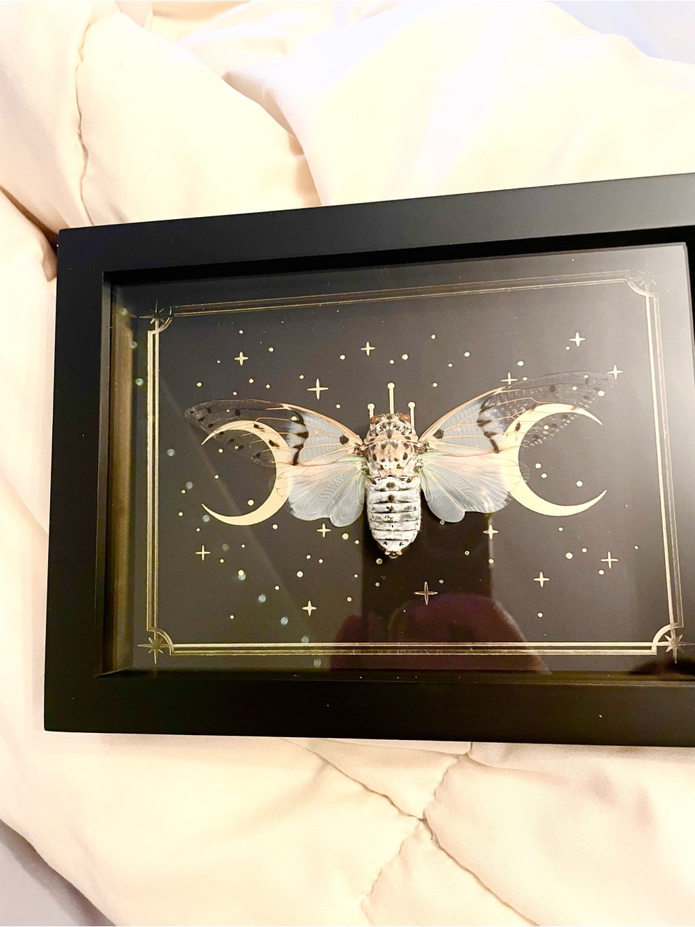 Framed Cicada specimen - Picture 2 of 3